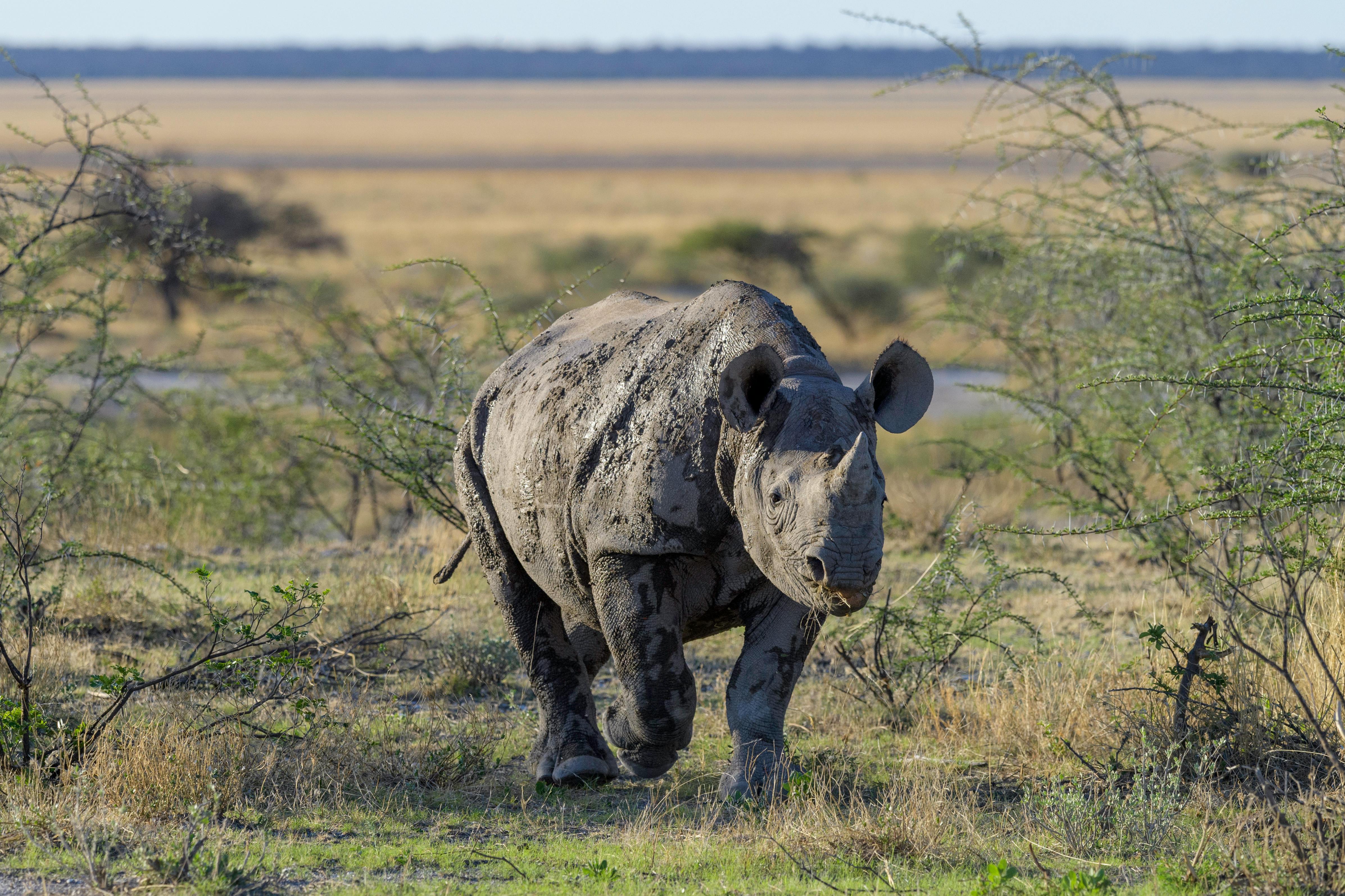 IUCN RHINO Technical Methods