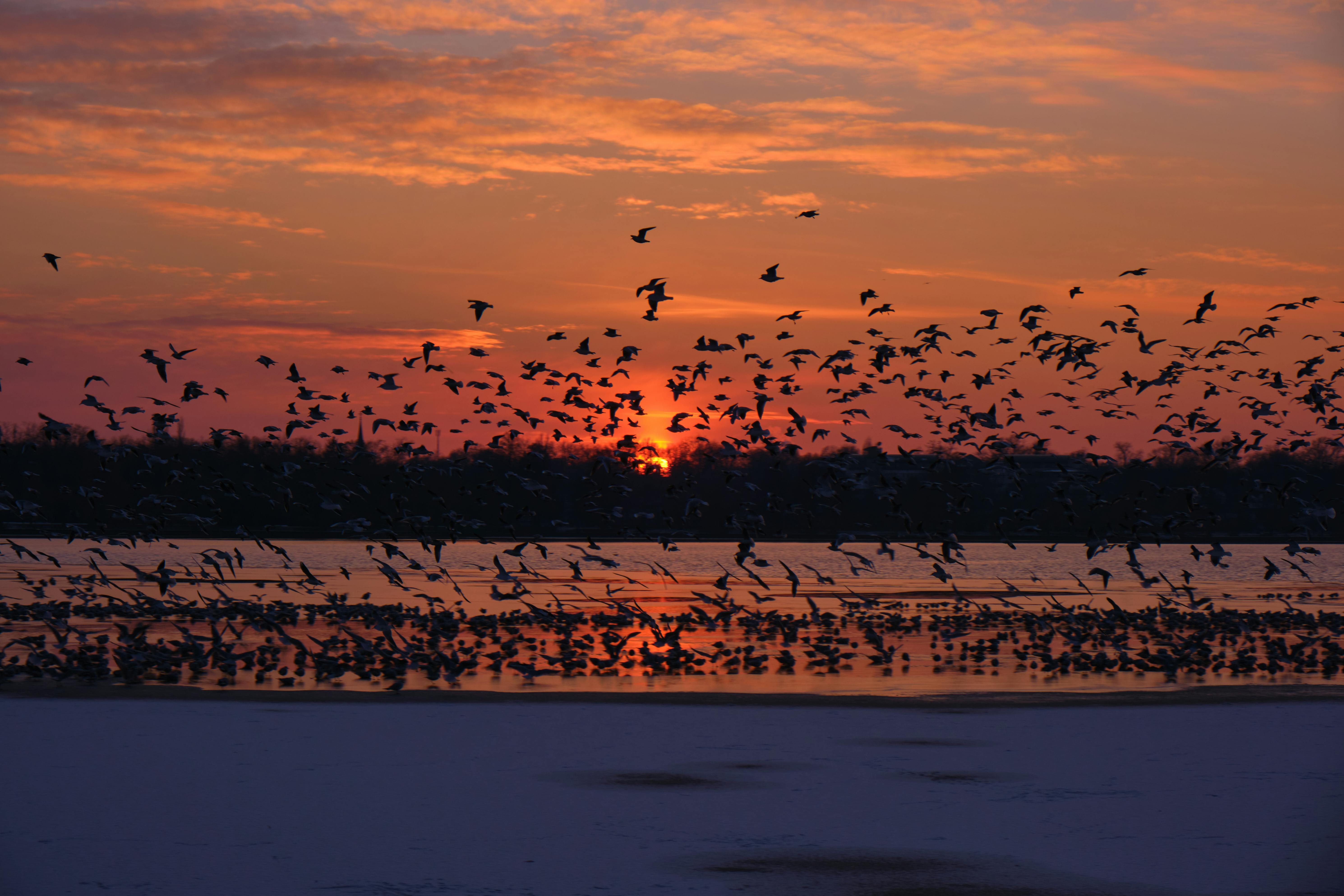 Global Critical Habitat Screening Layer IFC PS6