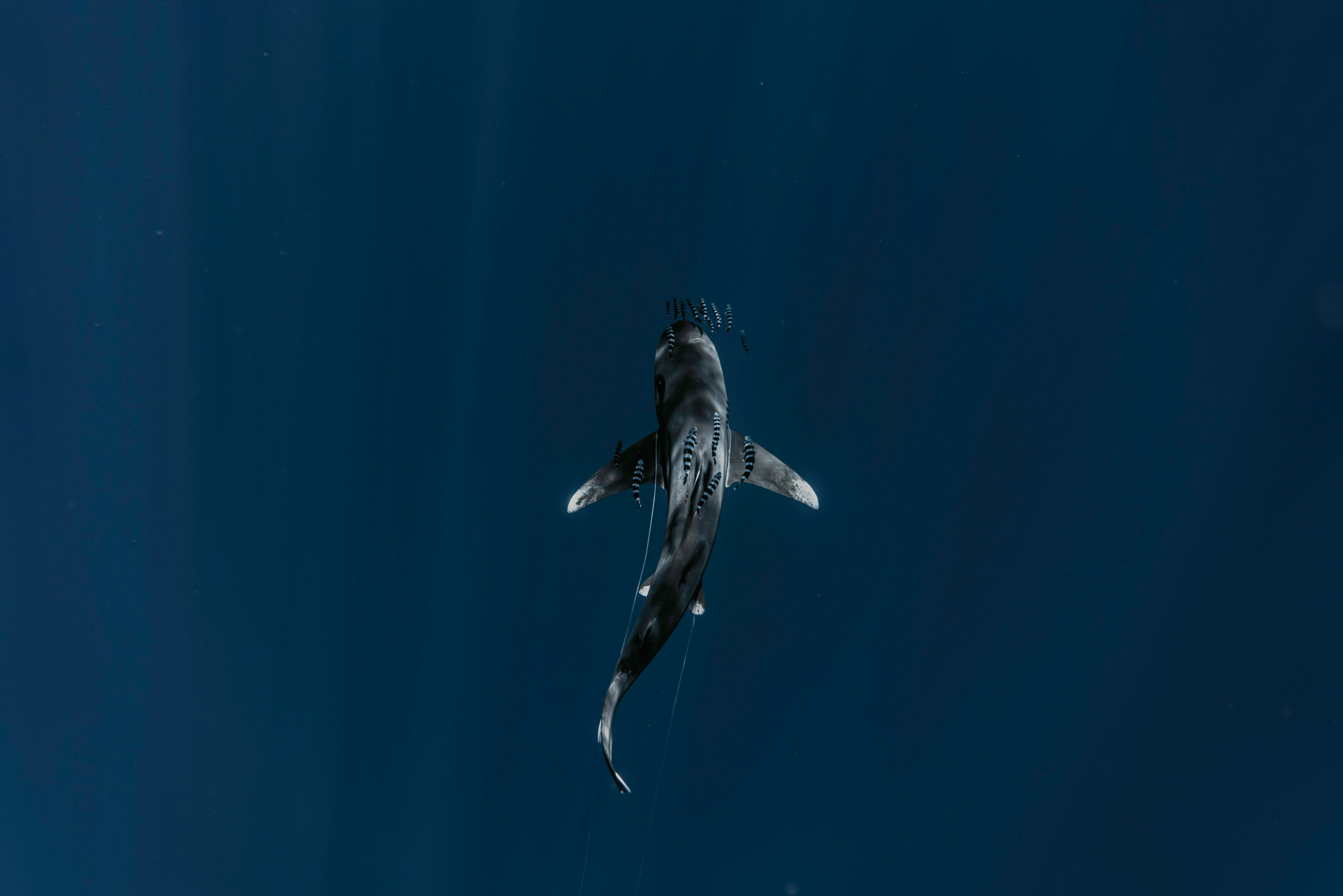 TNFD Marine Shelf Biome Guidance